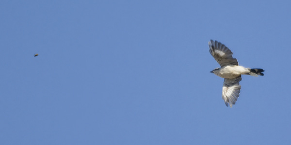 Isolepinkäinen, Great Grey Shrike, Lanius excubitor